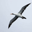 Nazca Booby